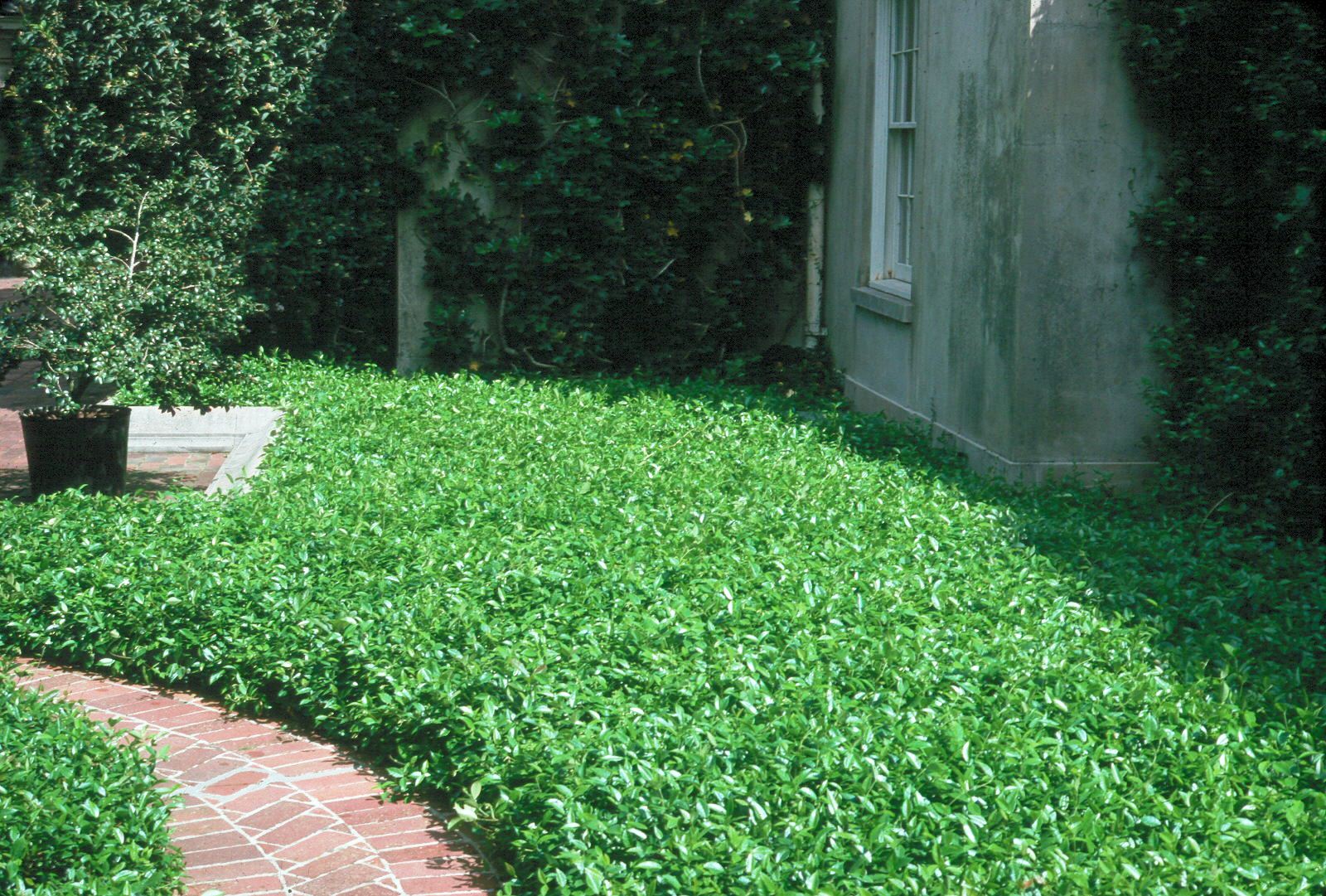 Ground covers have many advantages